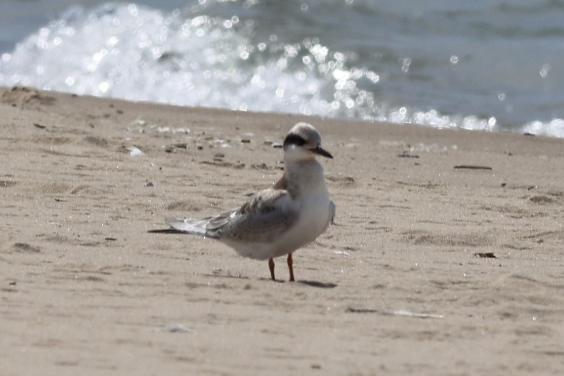 Forster's Tern - ML641027601
