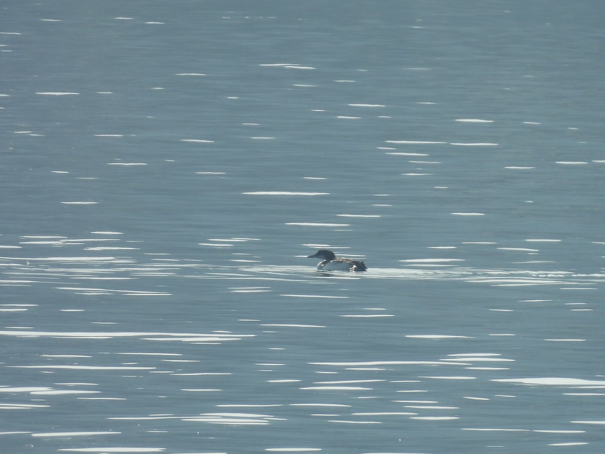 Common Loon - ML641027611