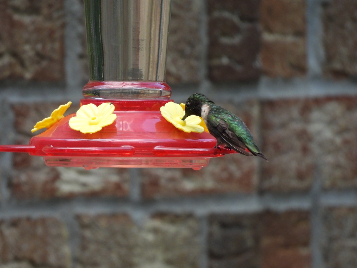 Colibri à gorge rubis - ML641027638
