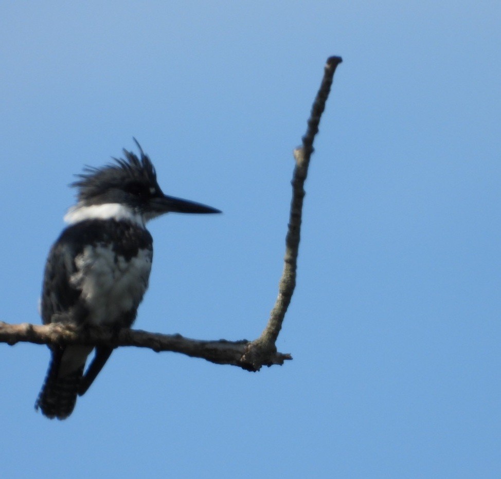 Belted Kingfisher - ML641027643
