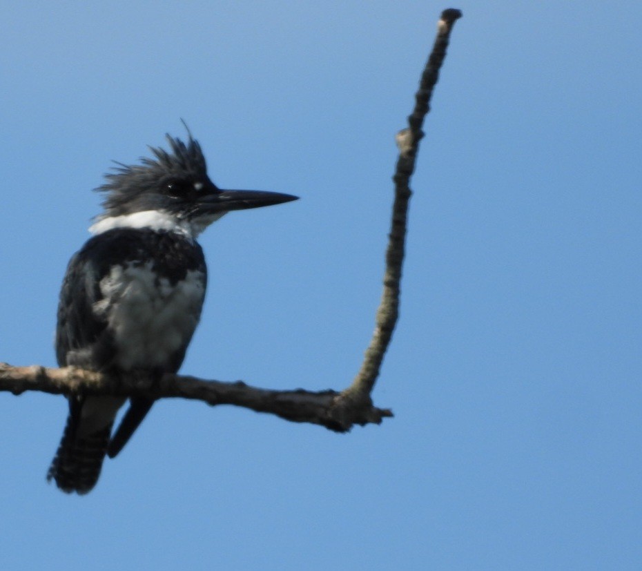 Belted Kingfisher - ML641027644