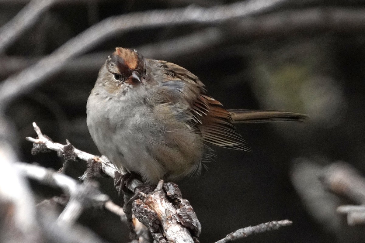 White-crowned Sparrow - ML641027648