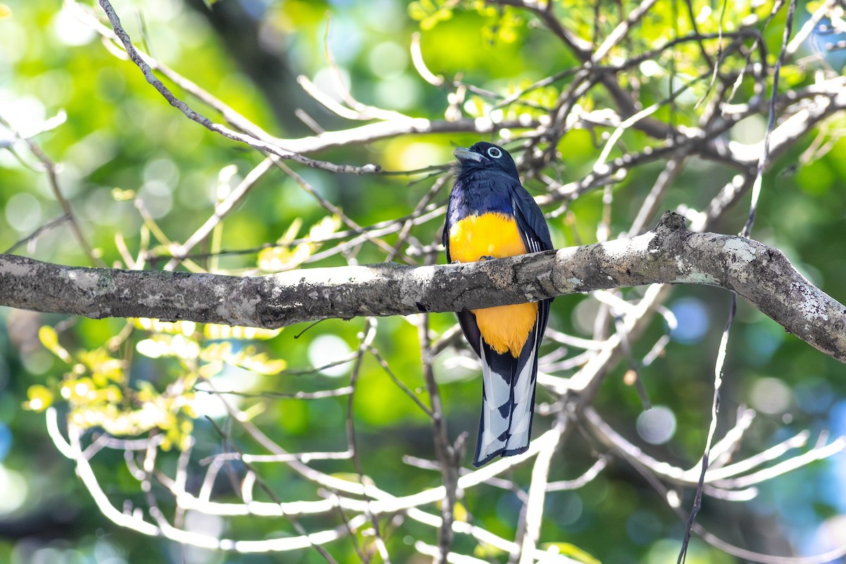 Green-backed Trogon - ML641027655