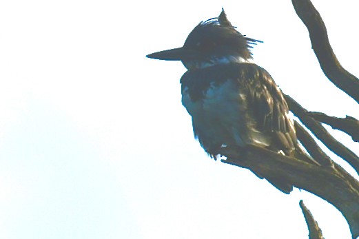 Belted Kingfisher - ML641027661