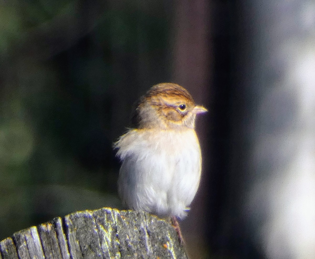 Карнатка лучна - ML641027664