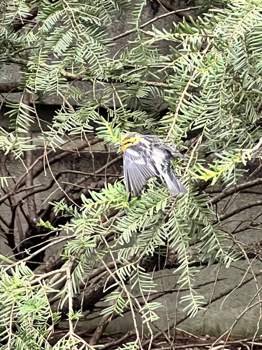 Blackburnian Warbler - ML641027666