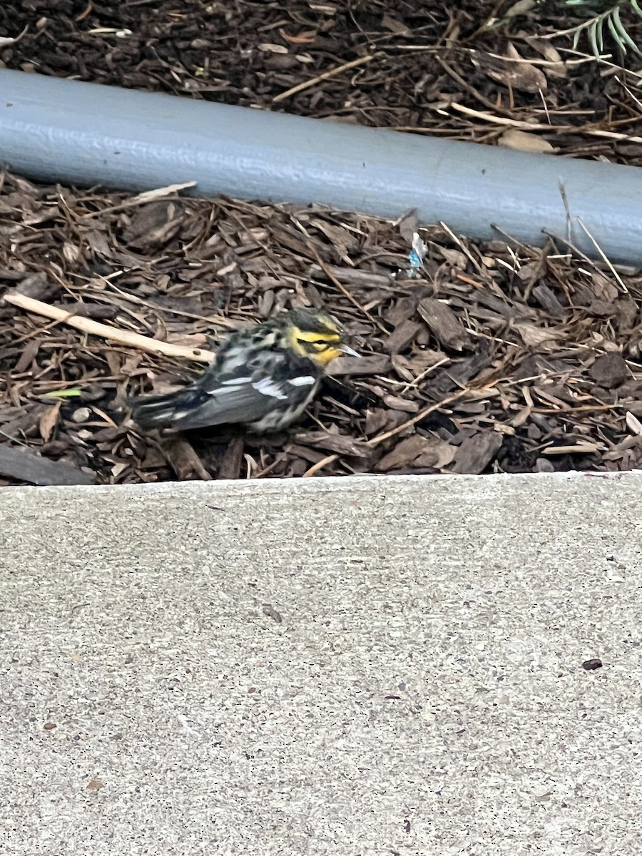 Blackburnian Warbler - ML641027667