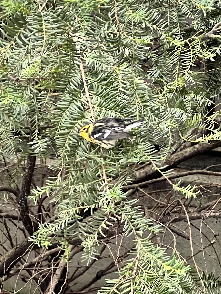 Blackburnian Warbler - ML641027668