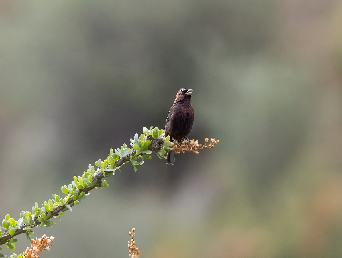 Varied Bunting - ML641027684