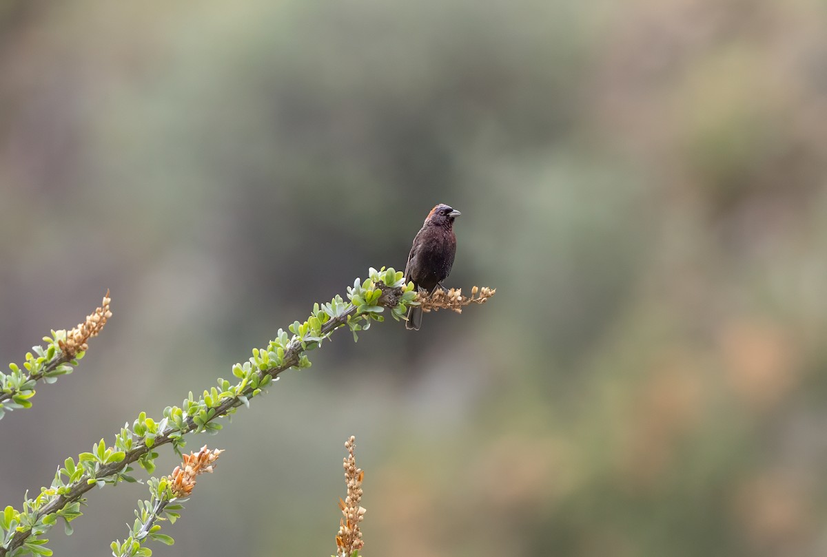Varied Bunting - ML641027685