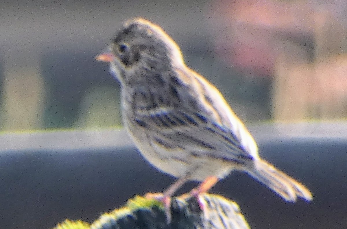 Vesper Sparrow - ML641027686