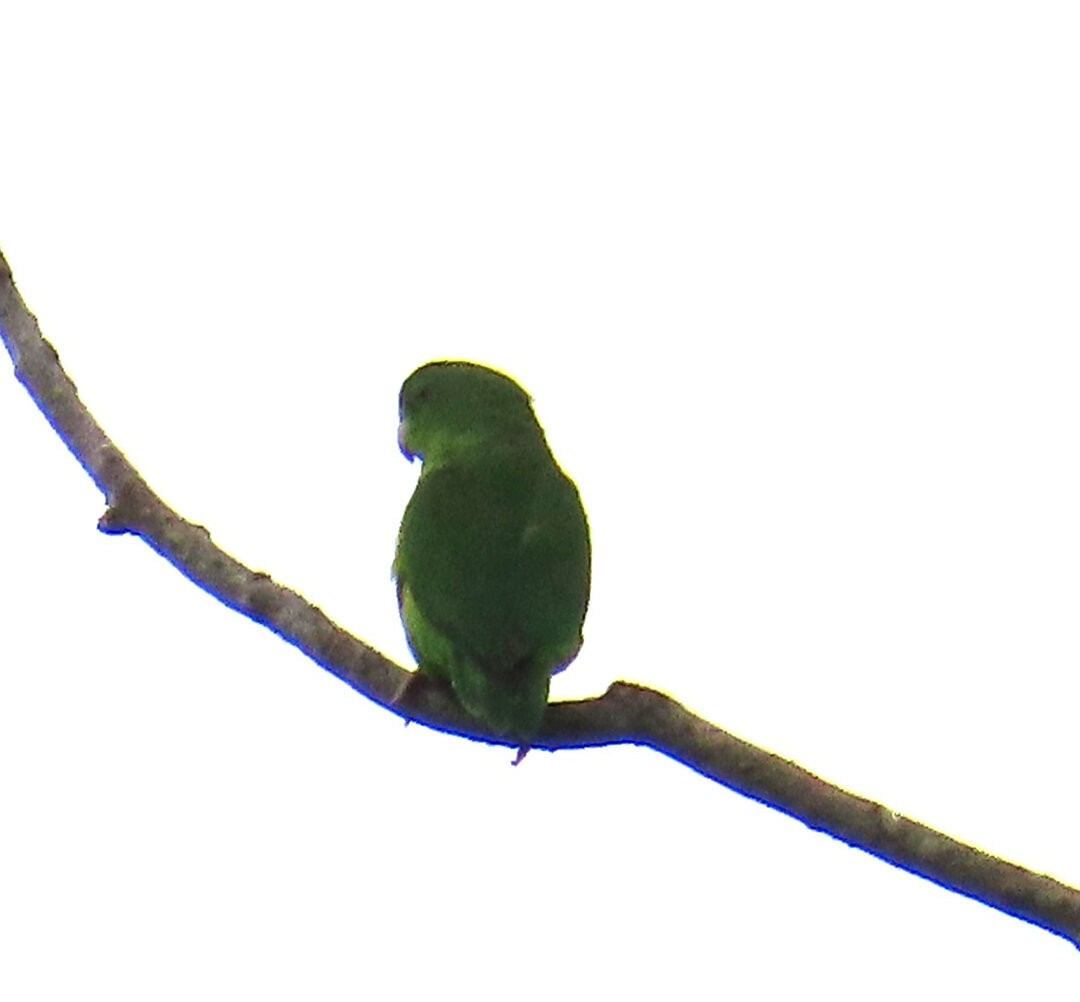 Riparian Parrotlet - ML641027688