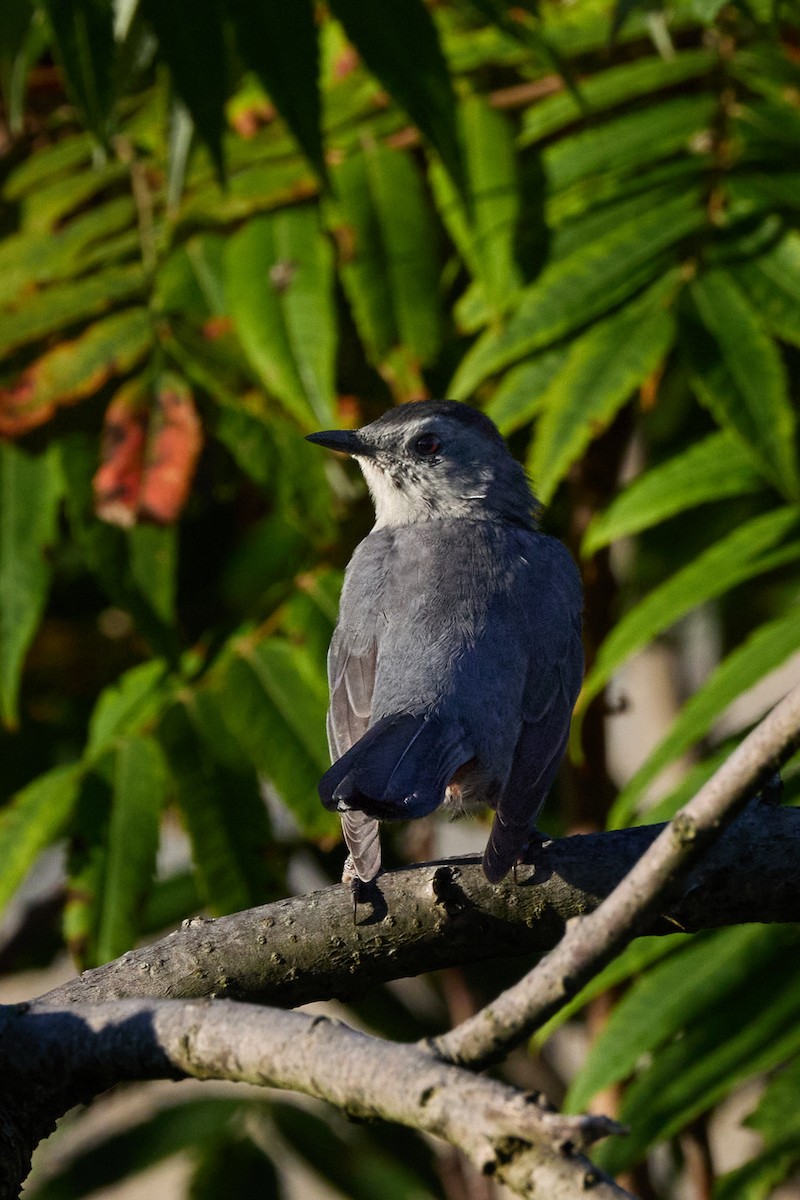 Katzenspottdrossel - ML641027692