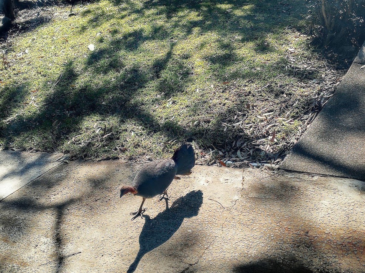 Australian Brushturkey - ML641027710