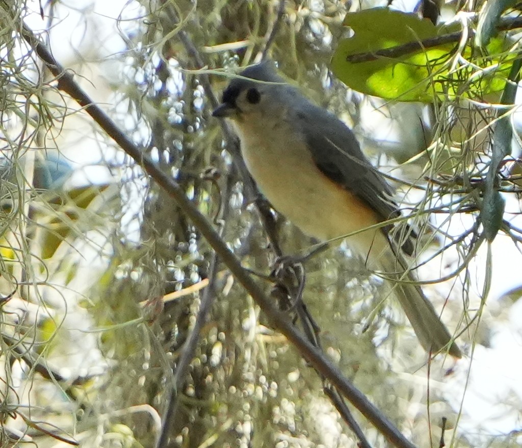 Tufted Titmouse - ML641027715