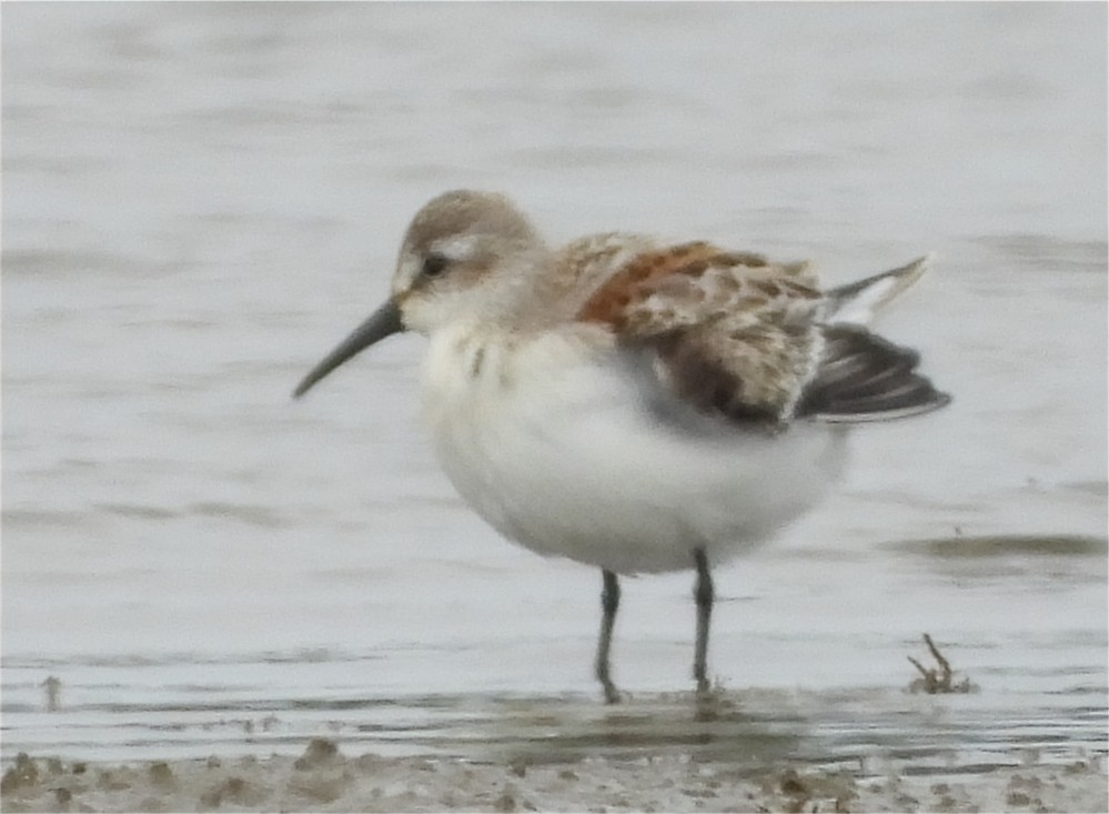 Western Sandpiper - ML641027727