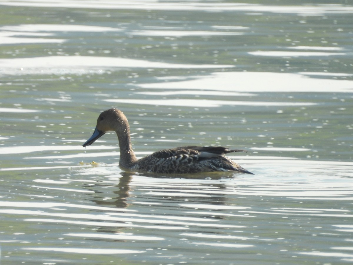 Northern Pintail - ML641027770