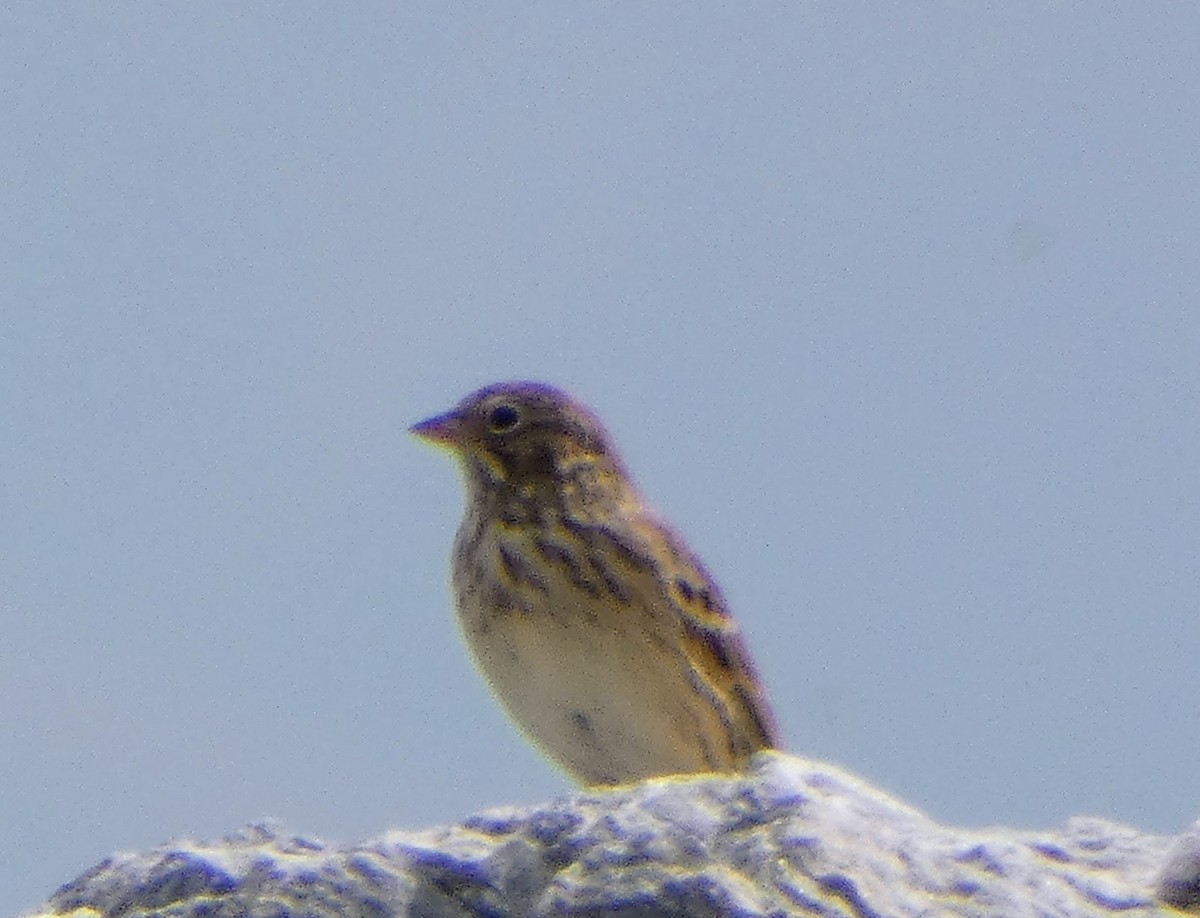 Vesper Sparrow - ML641027791