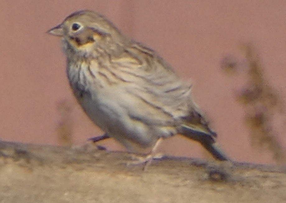 Vesper Sparrow - ML641027792