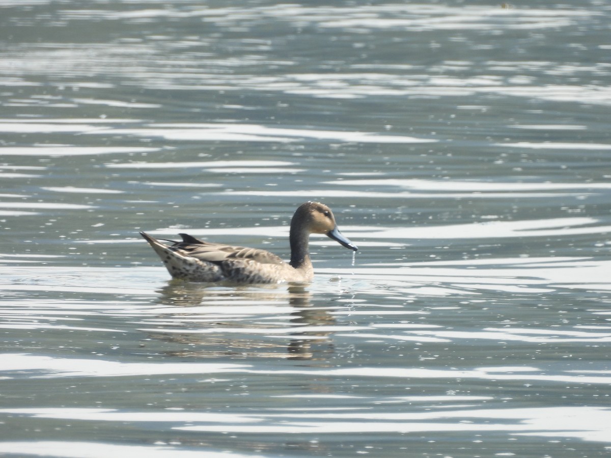 Northern Pintail - ML641027798