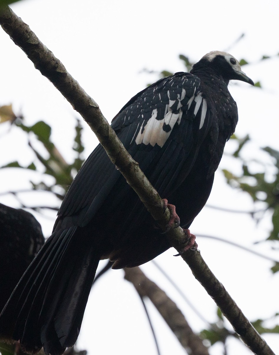 Blue-throated Piping-Guan - ML641027799