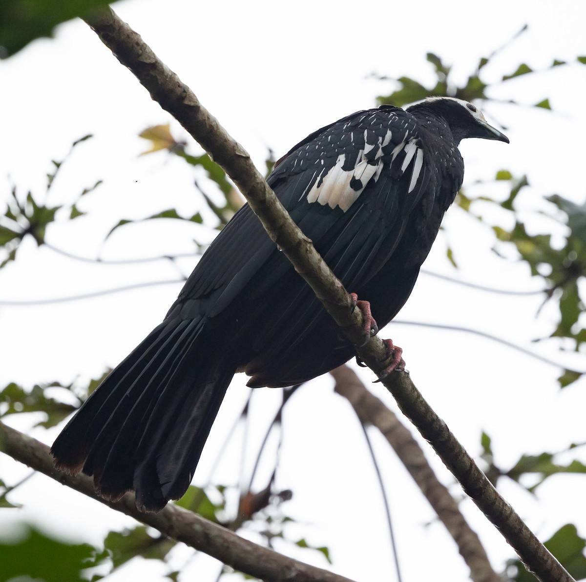 Blue-throated Piping-Guan - ML641027800