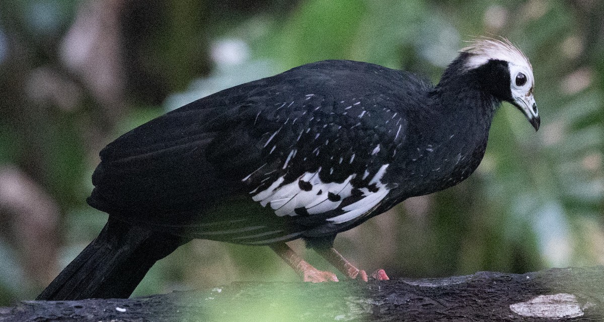 Blue-throated Piping-Guan - ML641027801
