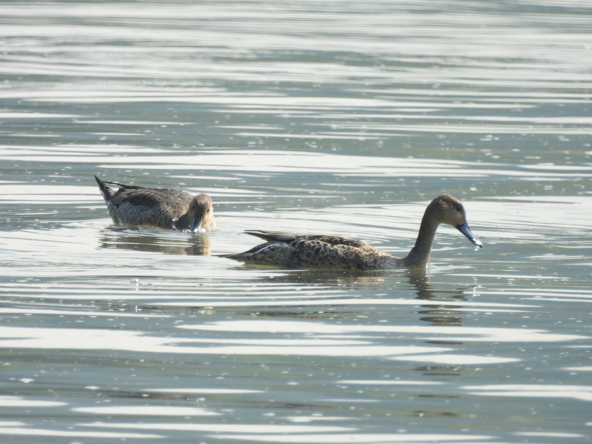 Northern Pintail - ML641027833