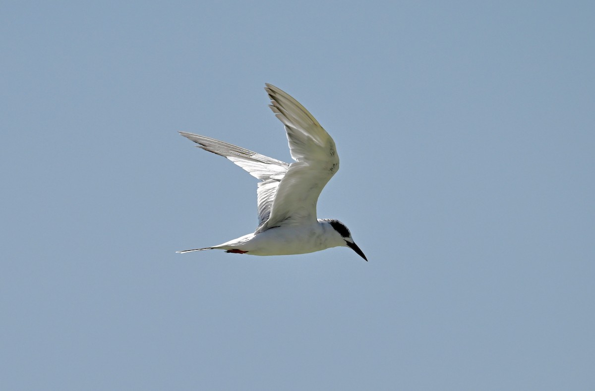 Forster's Tern - ML641027854