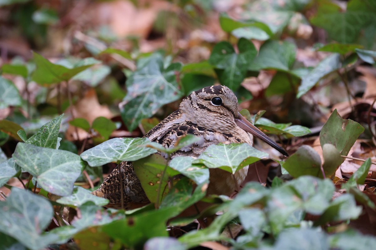 American Woodcock - ML641027858