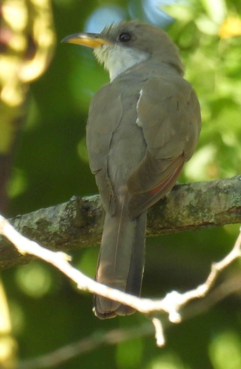 Yellow-billed Cuckoo - ML641027866