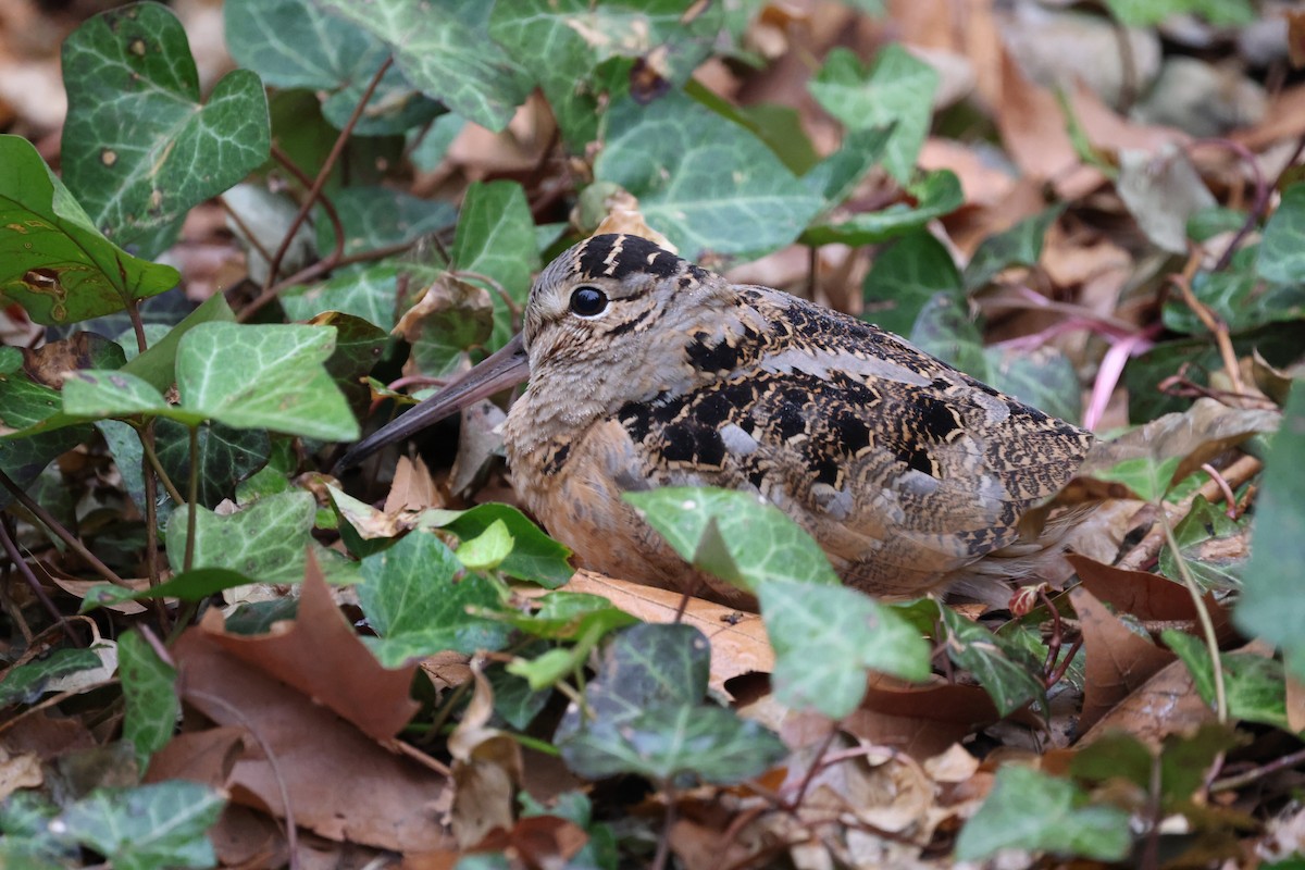 American Woodcock - ML641027880
