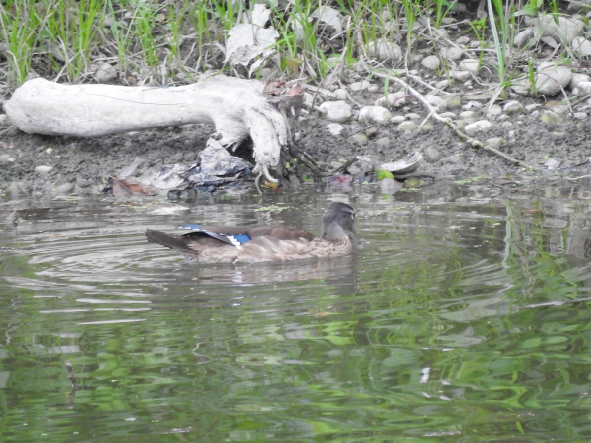 Canard branchu - ML641027915