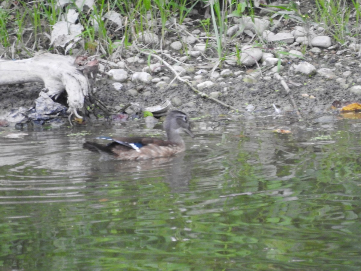 Canard branchu - ML641027916