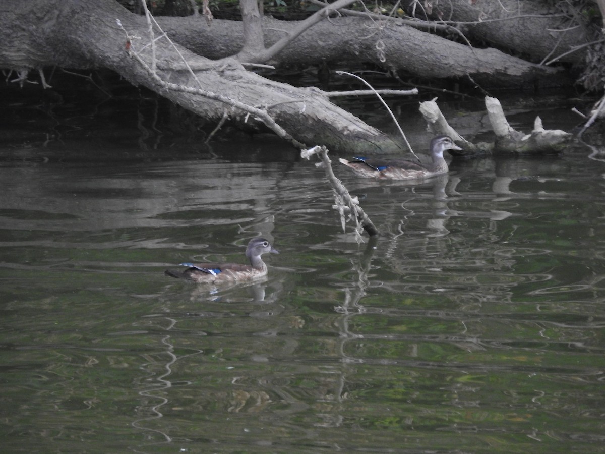 Canard branchu - ML641027920