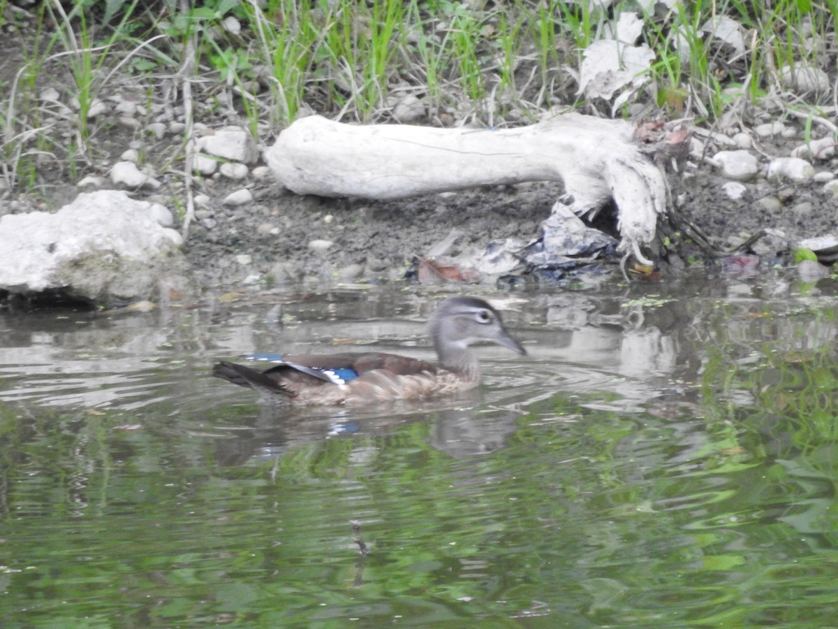 Canard branchu - ML641027926