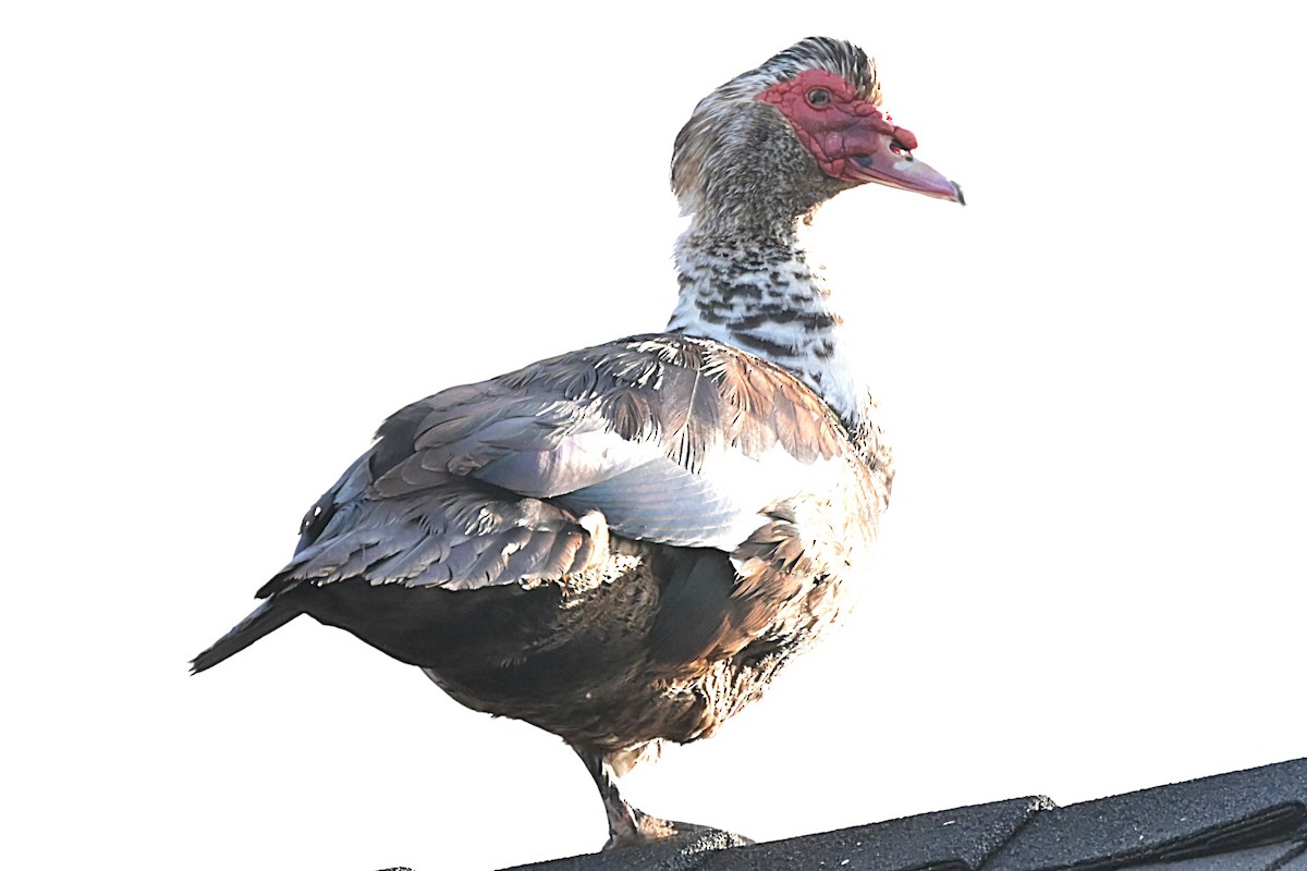 pižmovka americká (domestikovaná) - ML641027933