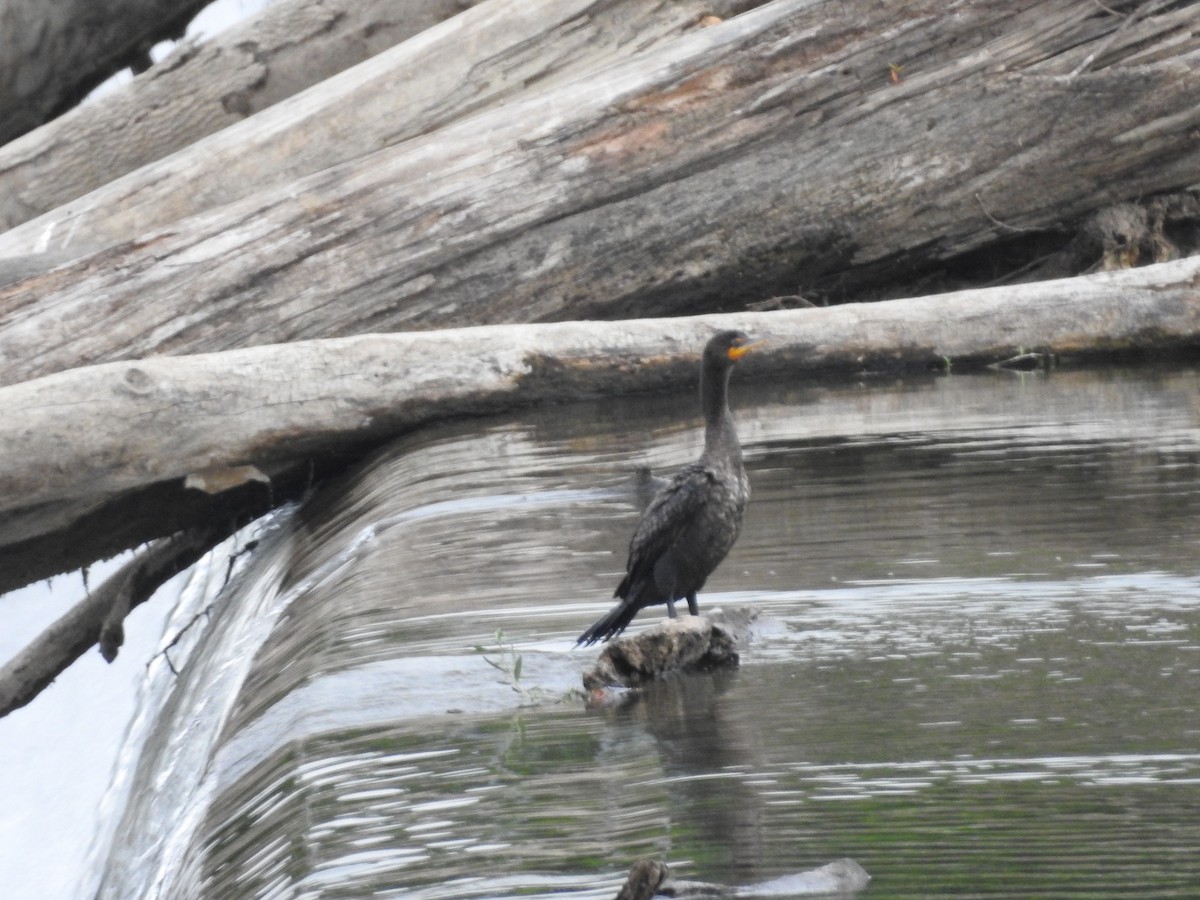 Cormoran à aigrettes - ML641027937