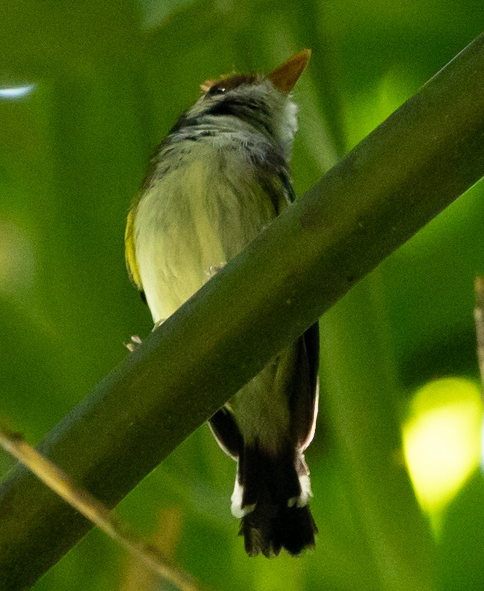 White-cheeked Tody-Flycatcher - ML641027951