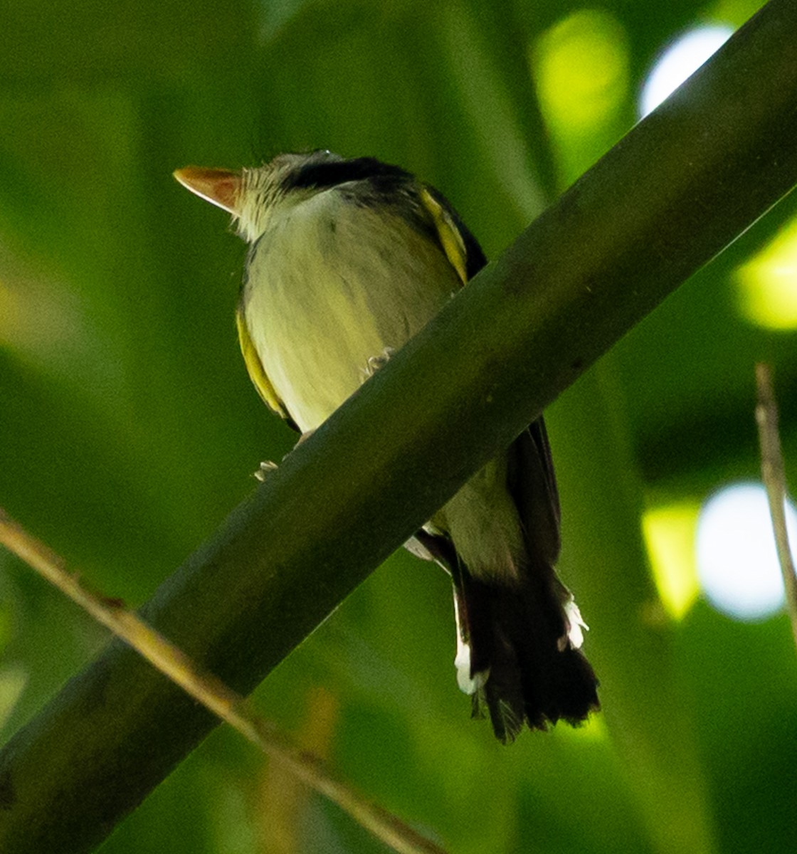 White-cheeked Tody-Flycatcher - ML641027952