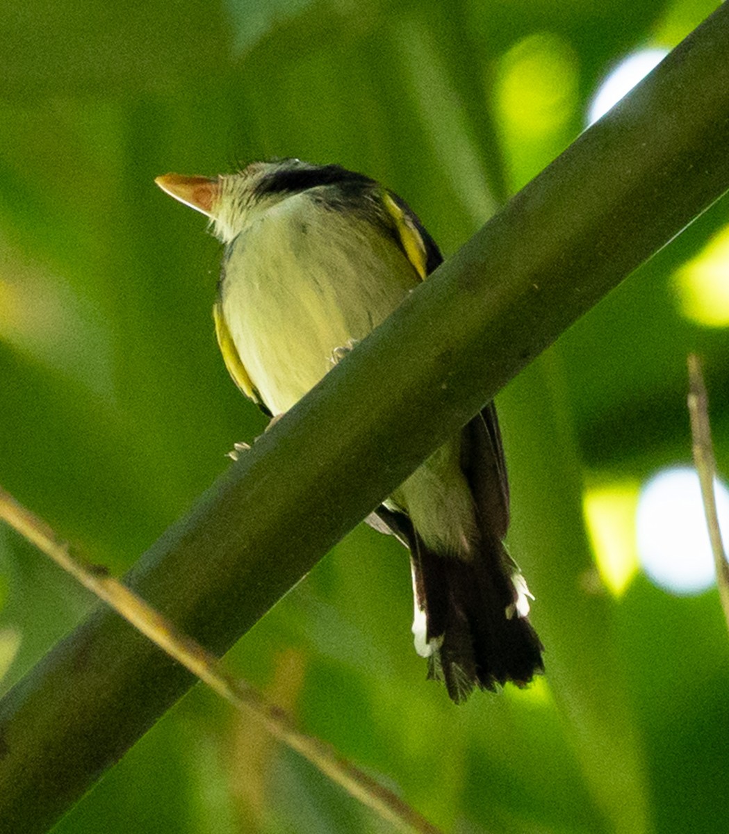 White-cheeked Tody-Flycatcher - ML641027953