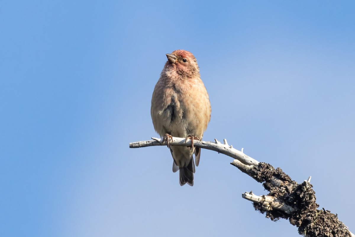 Cassin's Finch - ML641027964