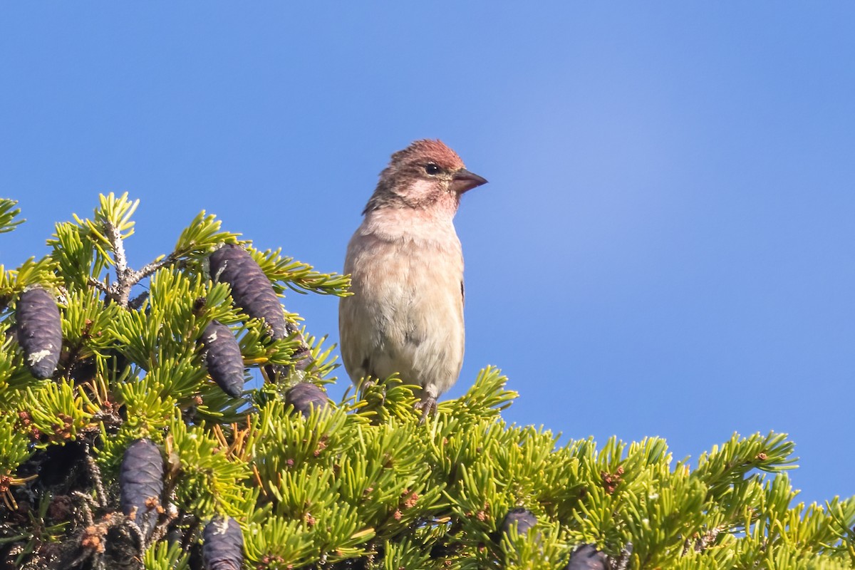 Cassin's Finch - ML641027965