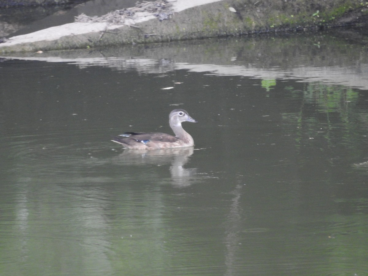 Canard branchu - ML641027971