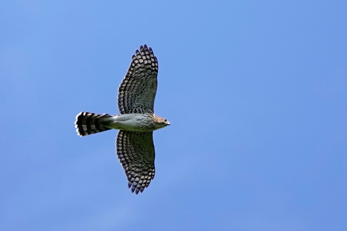 Cooper's Hawk - ML641027989