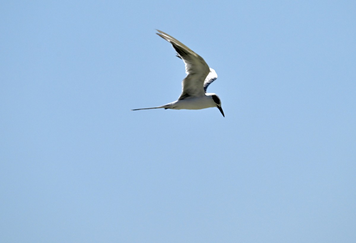 Forster's Tern - ML641028003