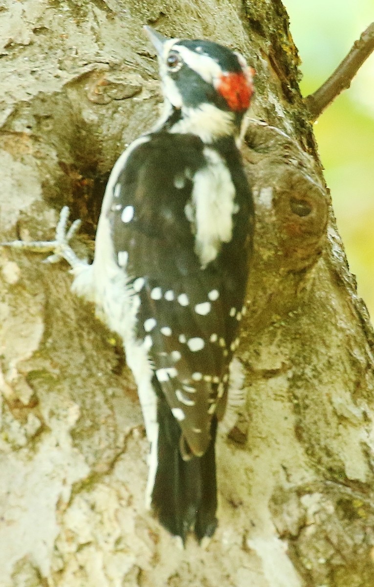 Downy Woodpecker - ML641028012