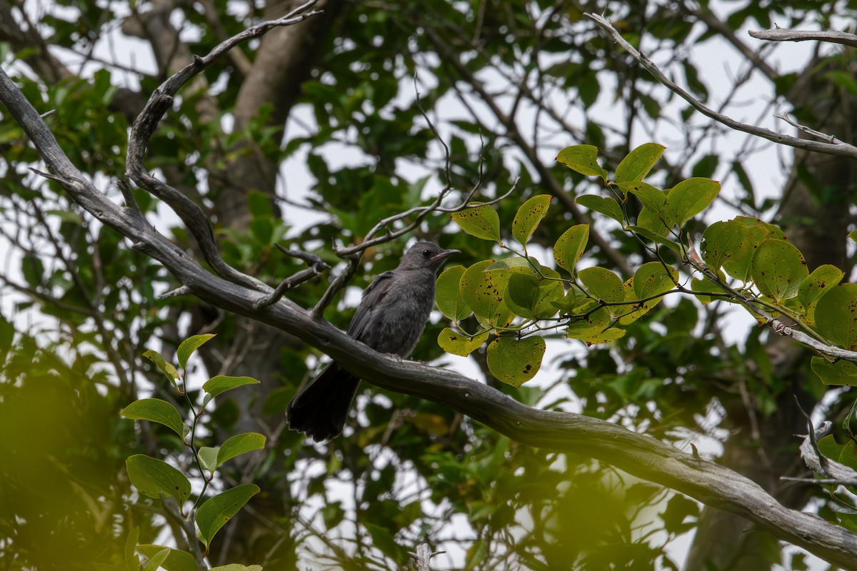 Katzenspottdrossel - ML641028044