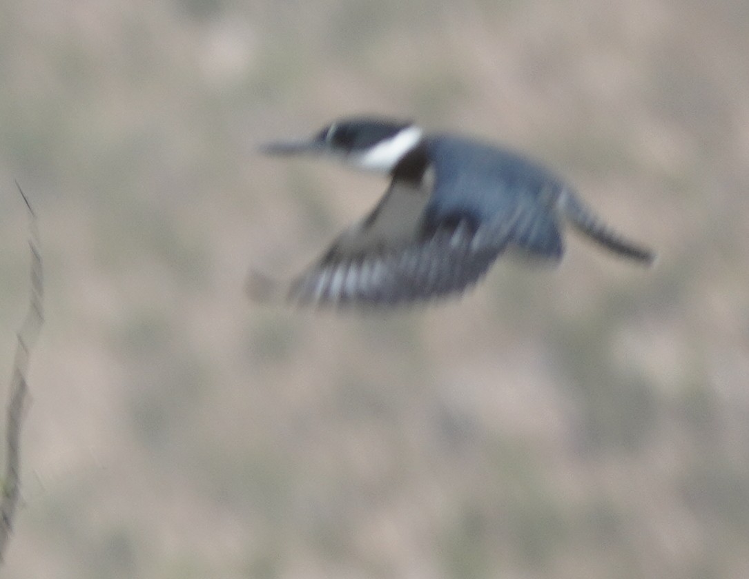 Belted Kingfisher - ML641028066