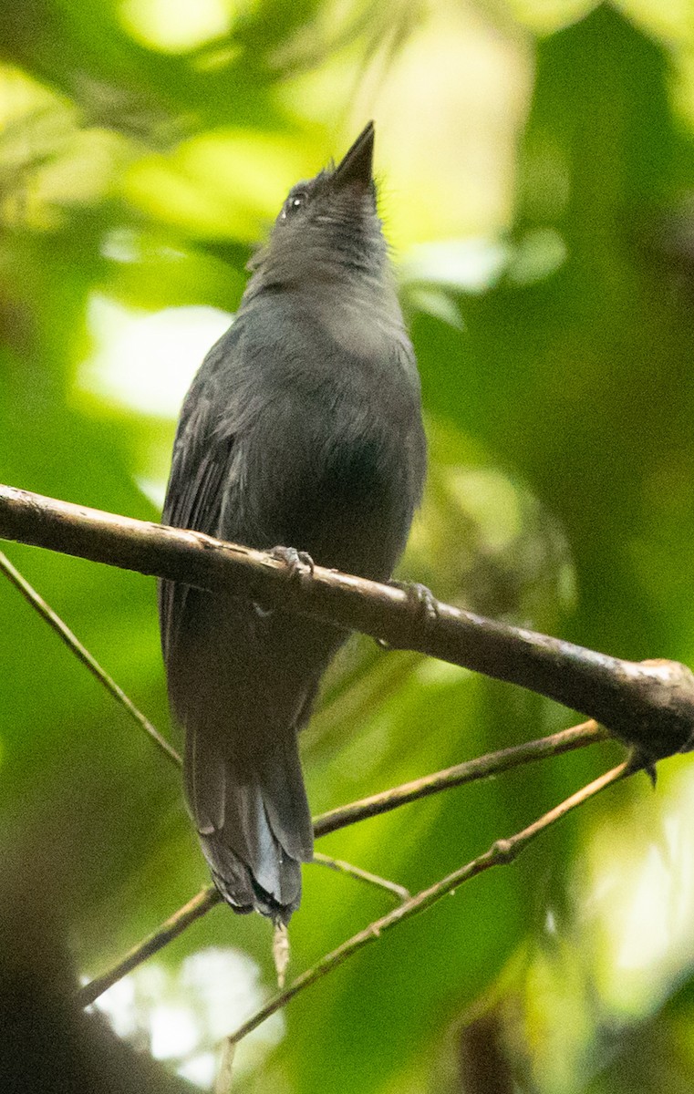 Bluish-slate Antshrike - ML641028112